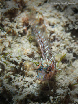 Image of Seaweed Blenny