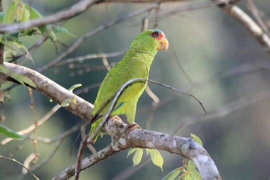 Image of White-fronted Amazon