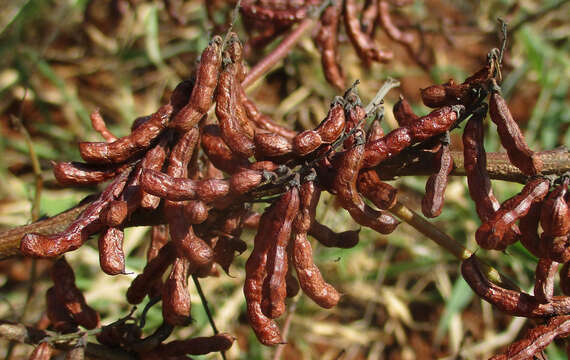 Imagem de Indigofera cryptantha Harv.