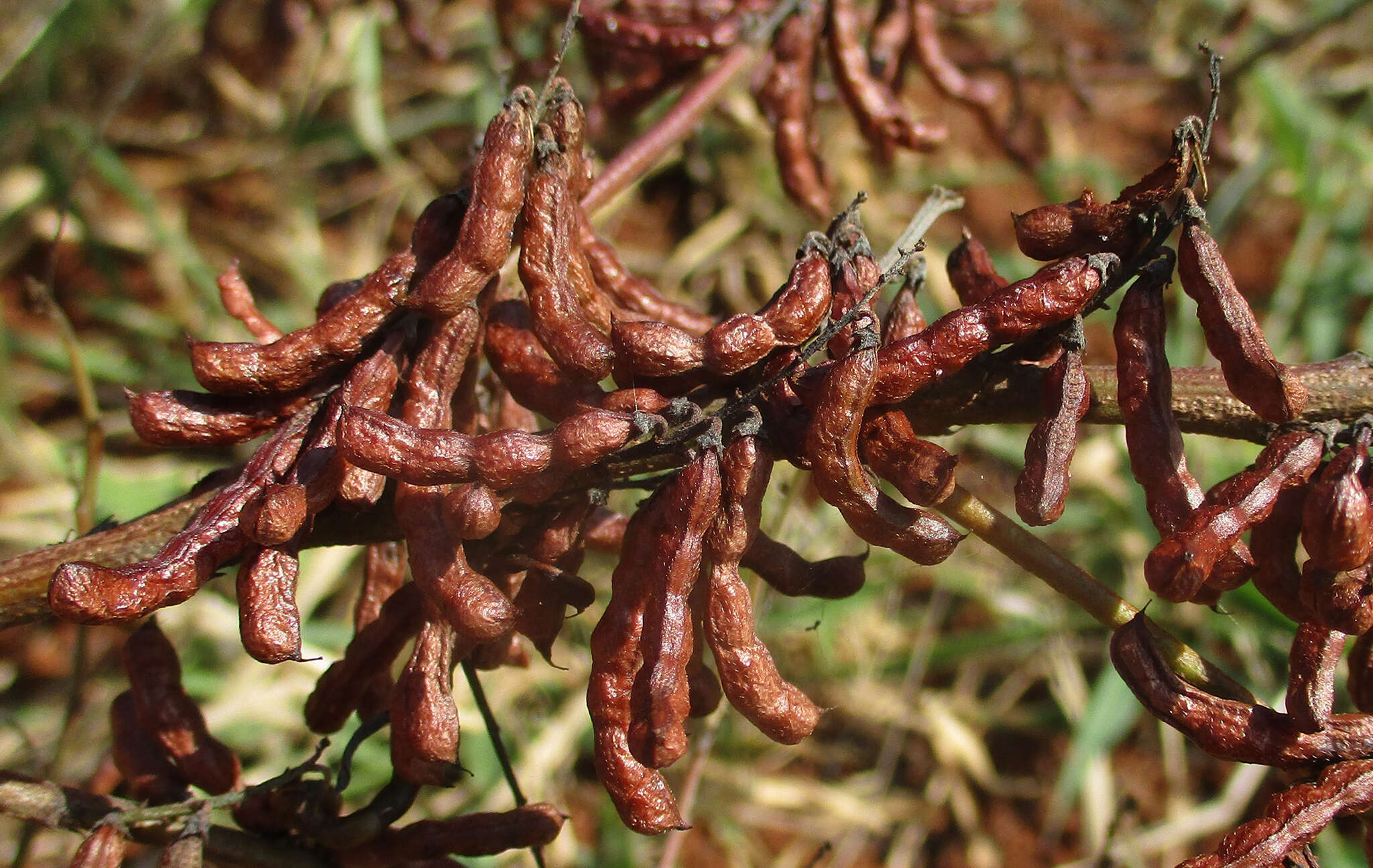 Image of Indigofera cryptantha subsp. cryptantha