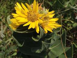 Image of ashy sunflower