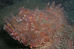 Image of Eastern Red scorpionfish