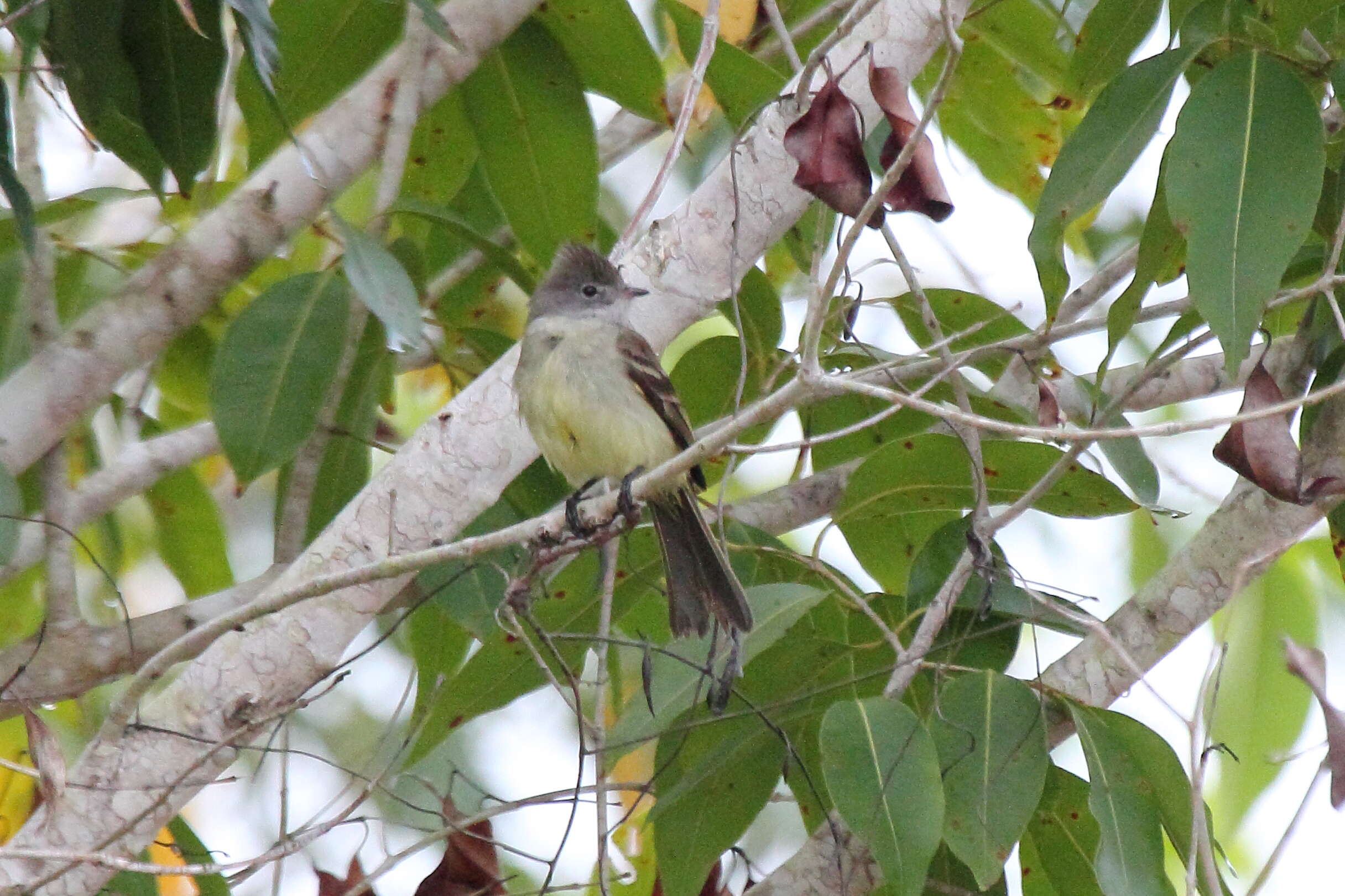 Elaenia flavogaster (Thunberg 1822) resmi