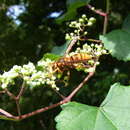 Image of Japanese hornet