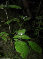 Streptocarpus oliganthus B. L. Burtt resmi