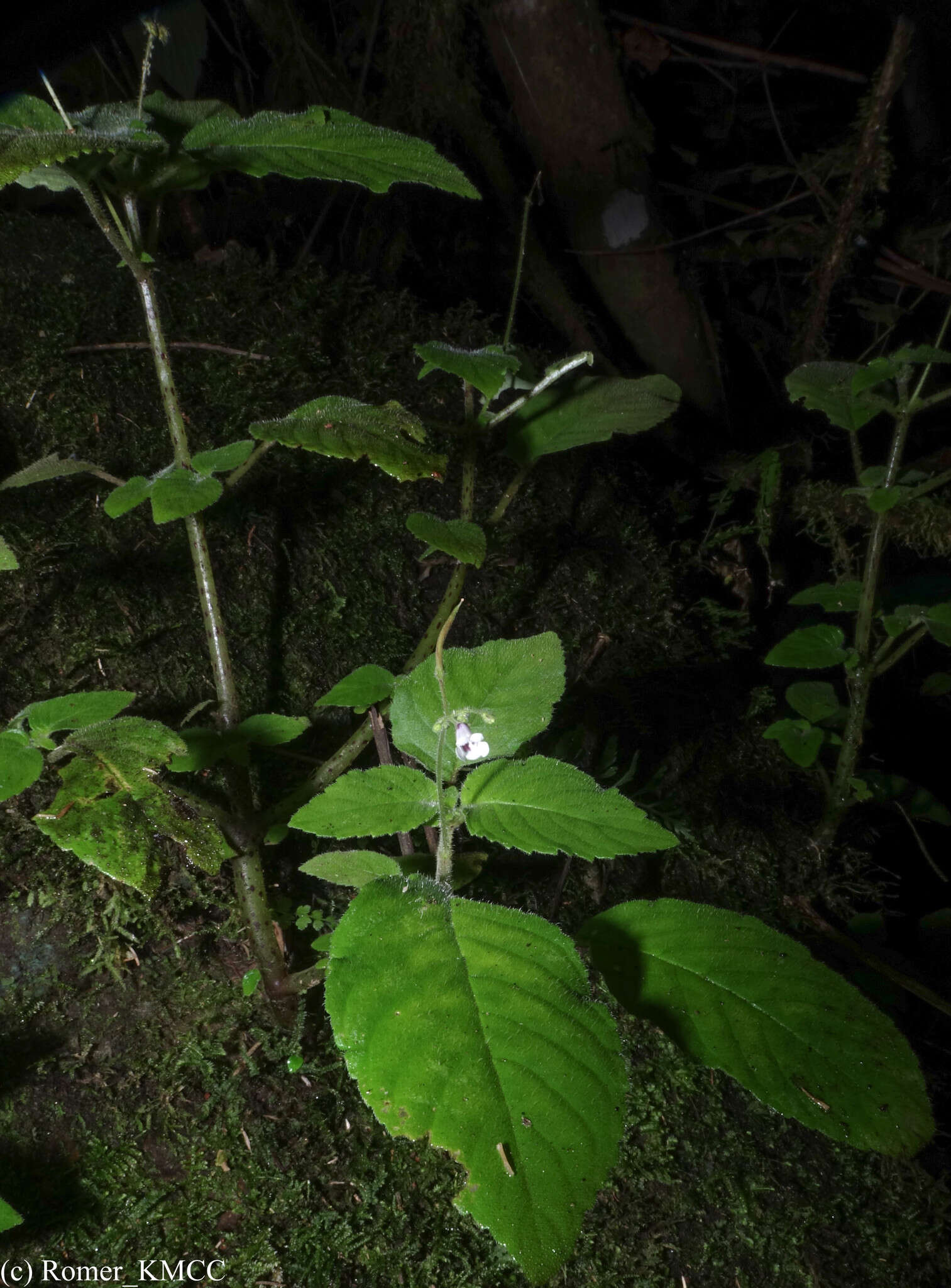 Streptocarpus oliganthus B. L. Burtt resmi