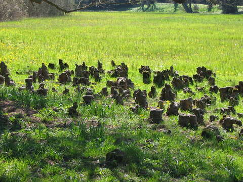 Image of Bald Cypress