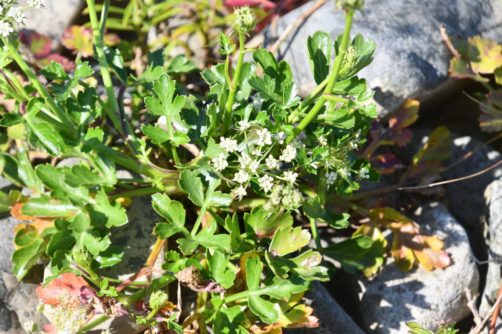 Слика од Kitagawia litoralis (Vorosch. & Gorovoi) M. G. Pimenov