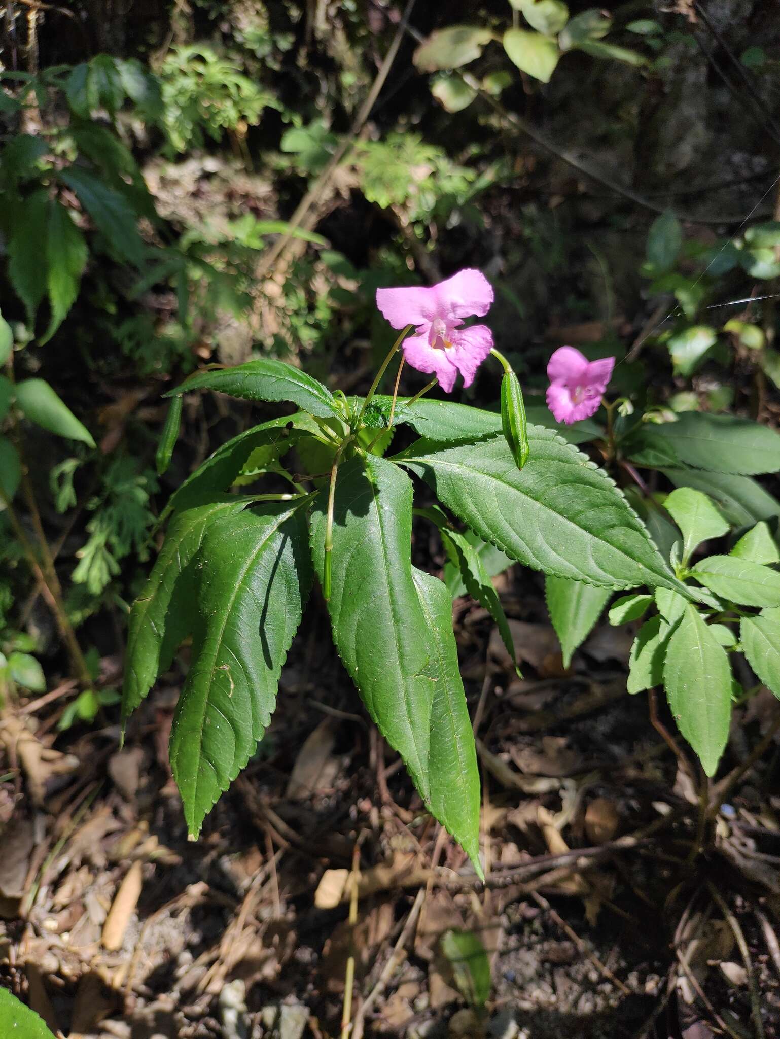 Image of Impatiens macrovexilla Y. L. Chen