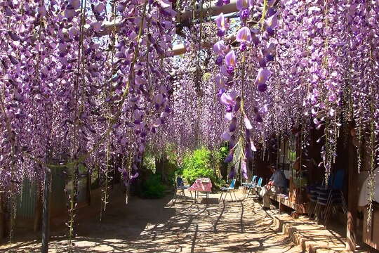 Image of Japanese wisteria