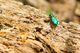 Image of Six Spotted Tiger Beetle