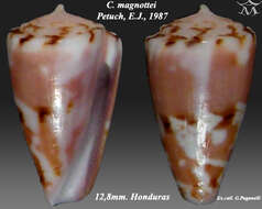 Conus magnottei Petuch 1987的圖片