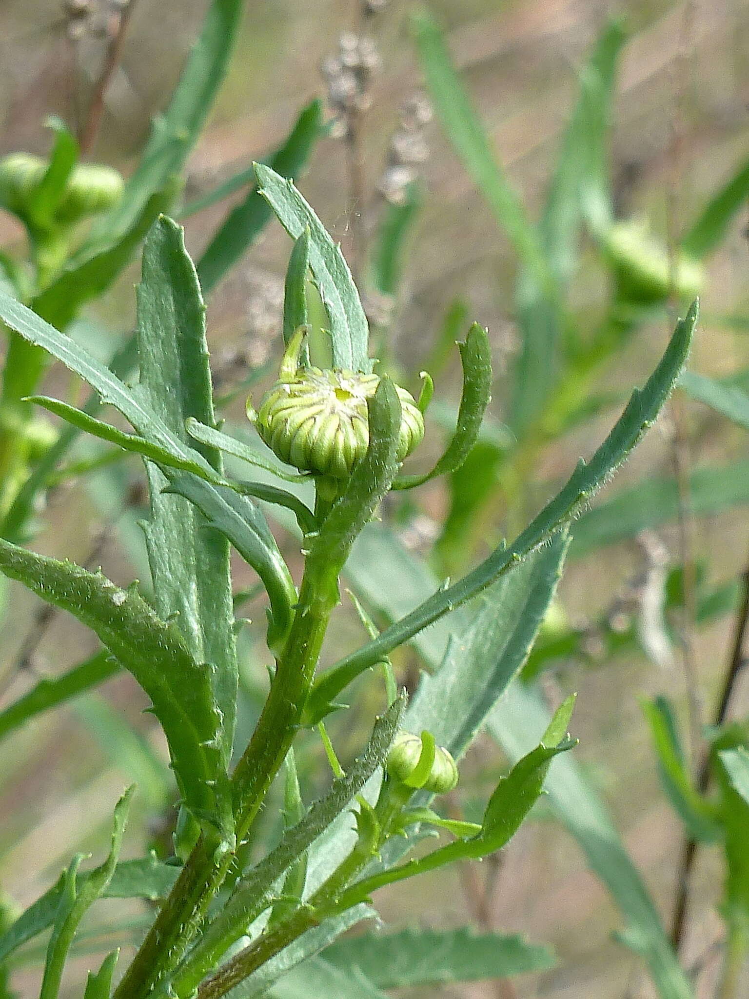 Слика од Leucanthemum ircutianum (Turcz.) DC.