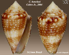 Image of Conasprella henckesi (Coltro 2004)