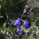 Sivun Salvia coahuilensis Fernald kuva