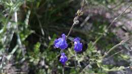 Imagem de Salvia coahuilensis Fernald