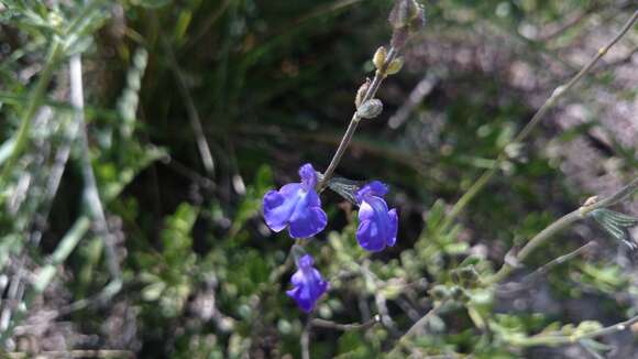 Imagem de Salvia coahuilensis Fernald