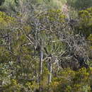 Image of Sekhukhune candelabra-tree