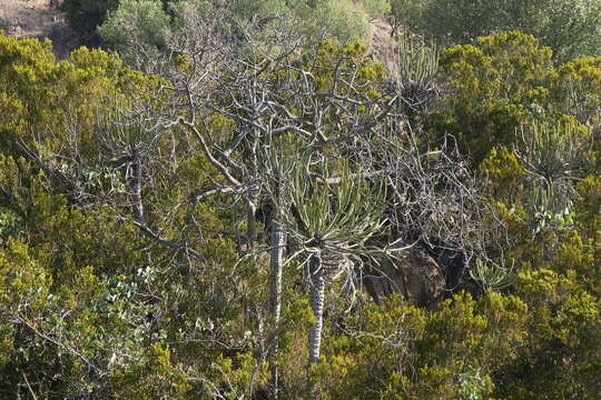 Image of Sekhukhune candelabra-tree