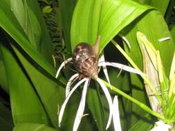 Image of Achatina fulica