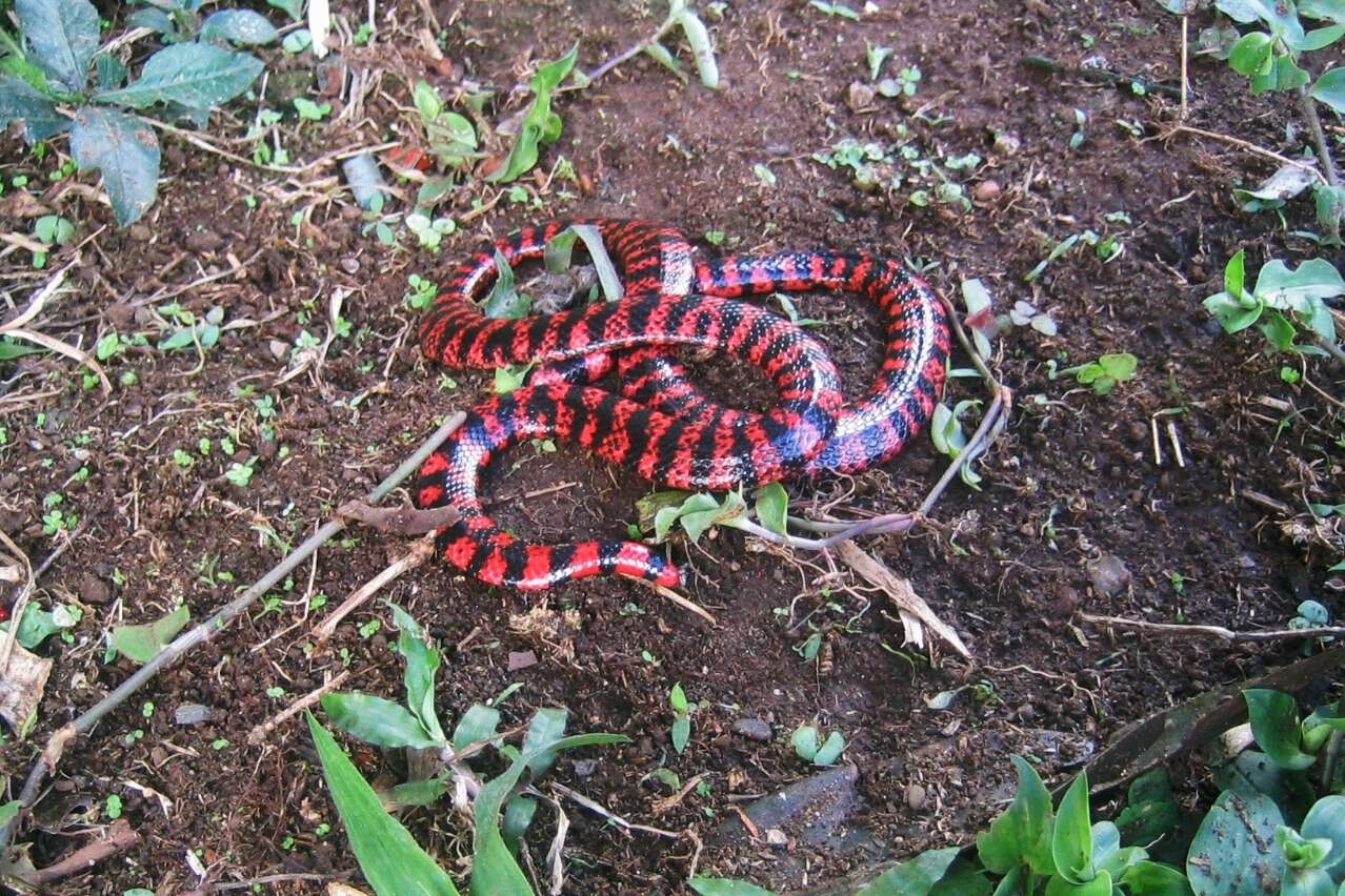Image of American pipe snakes