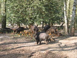 Imagem de Sus scrofa scrofa Linnaeus 1758