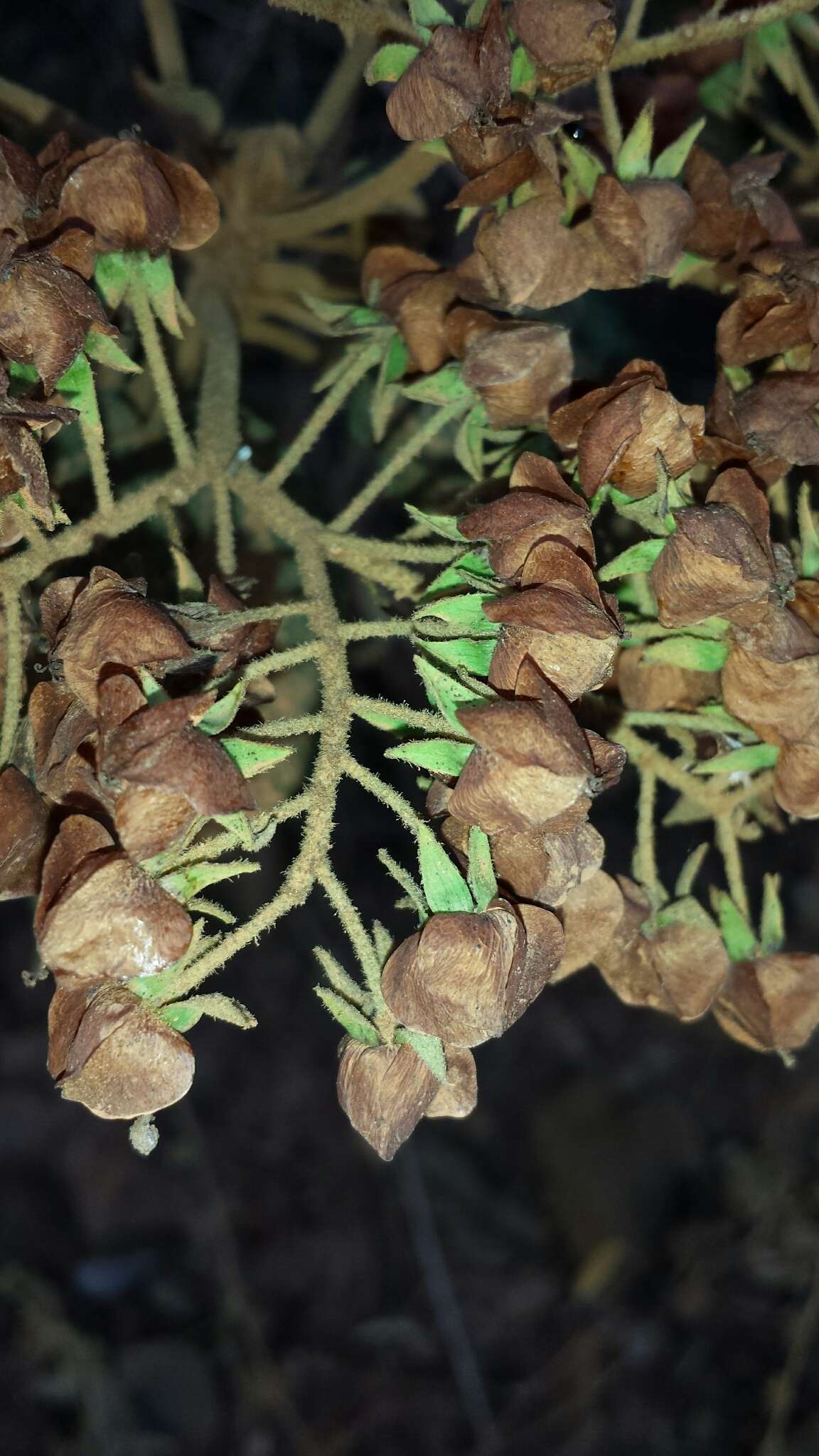 Image of Dombeya hildebrandtii Baill.