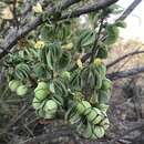 Image of desert rose