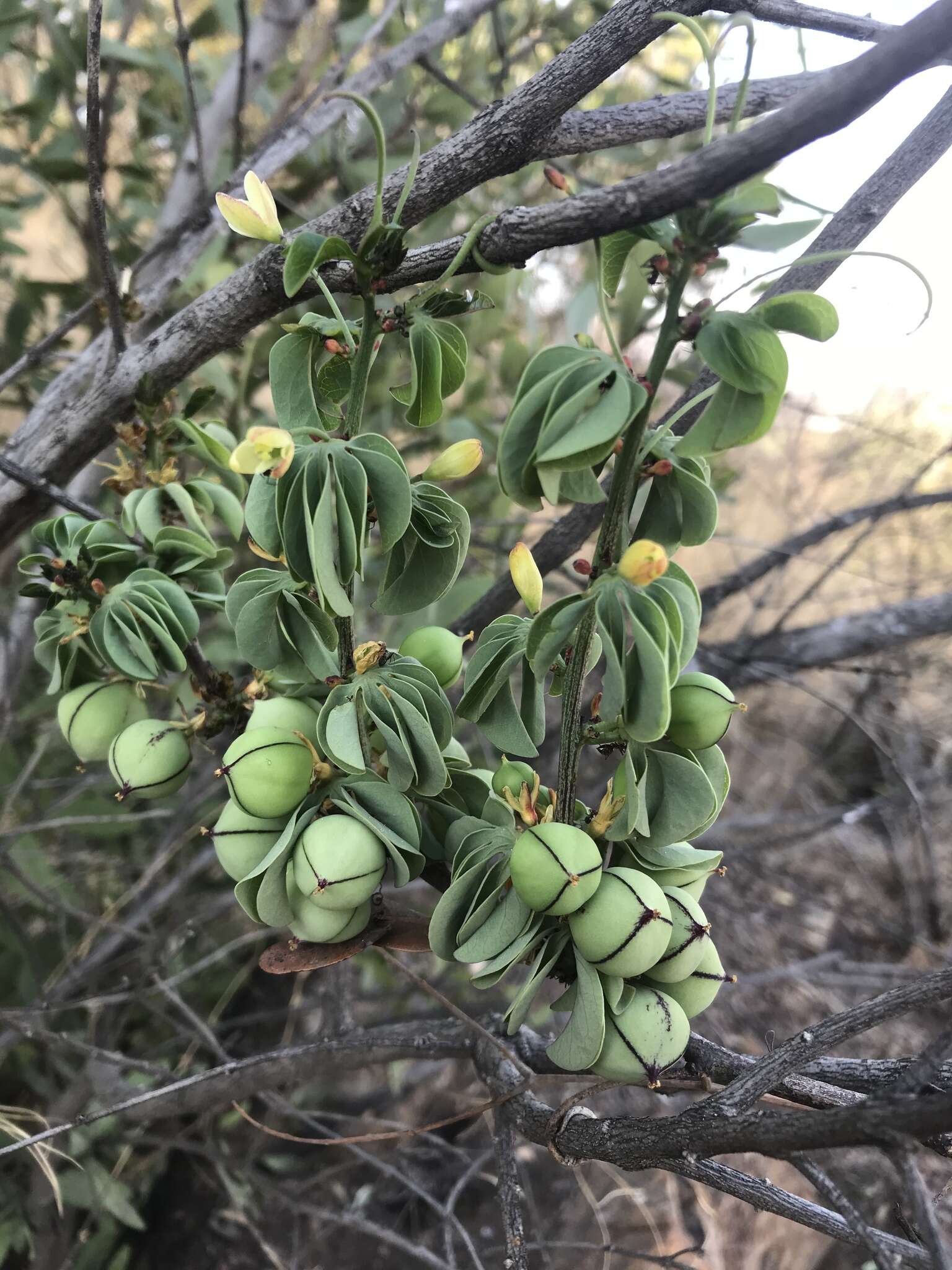 Image of desert rose