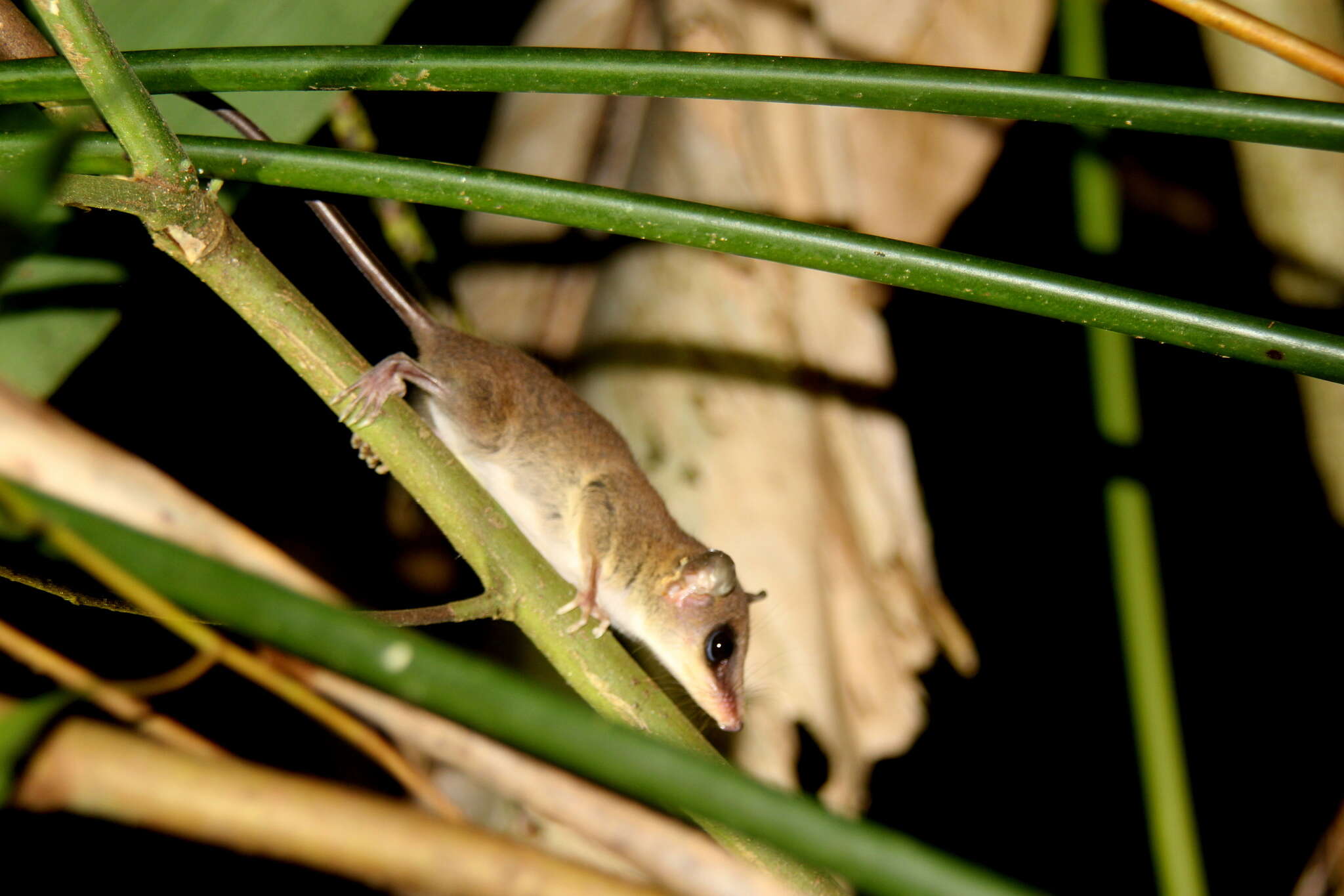 Image of Mexican Mouse Opossum