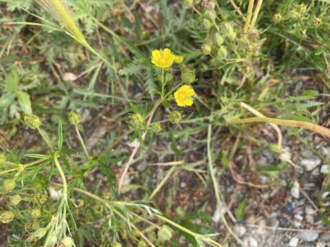 Image of staghorn cinquefoil