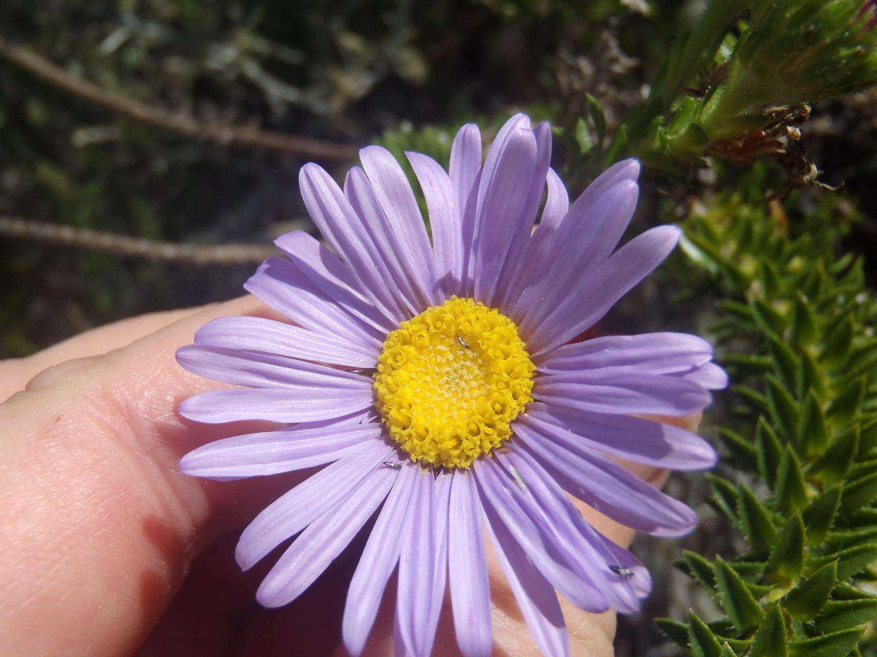 Image of Dune daisy