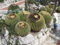 Image of Cactus