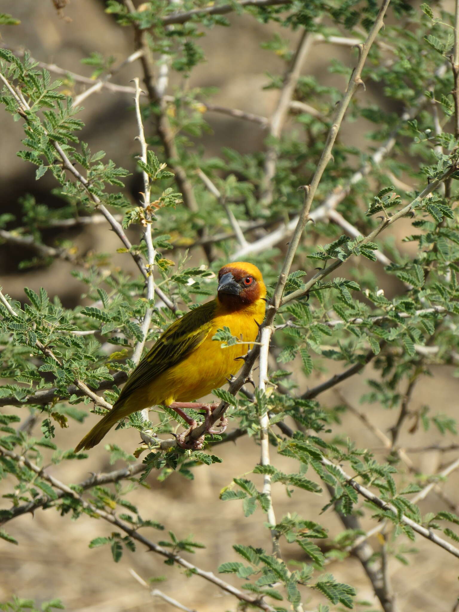 Image de Tisserin de Rüppell