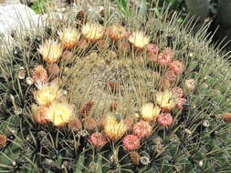 Image of Cactus