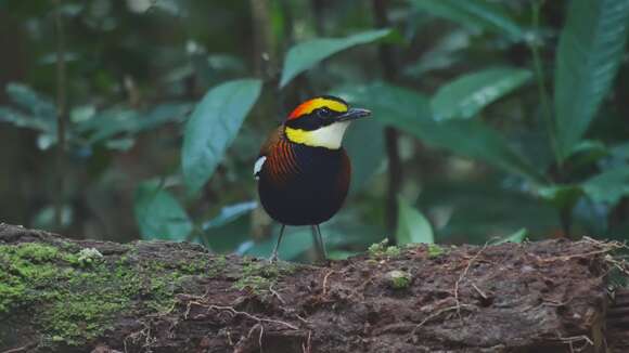 Image of Malayan Banded Pitta