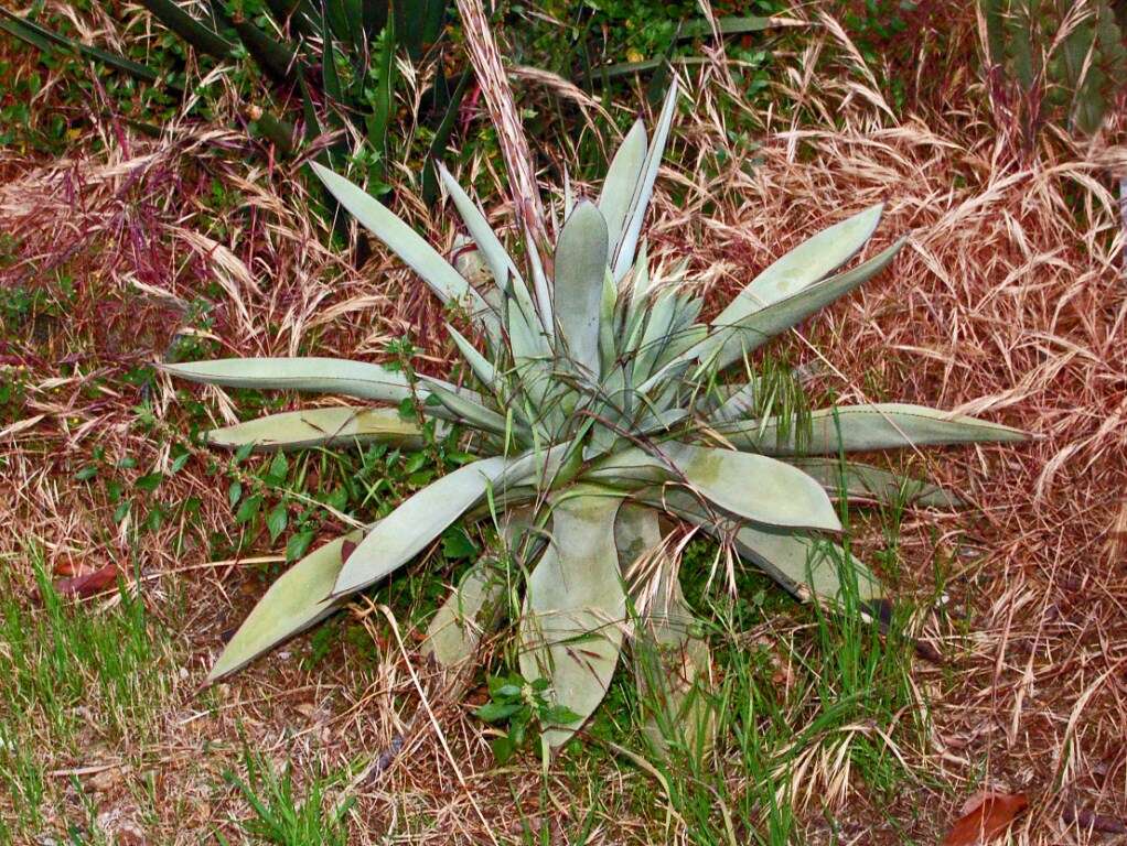 Image of Silvery agave