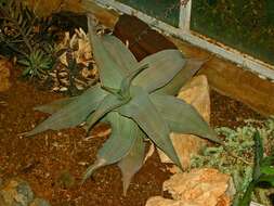 Image of Aloe striata Haw.