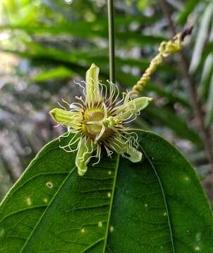 Image of Passiflora ferruginea Mast.