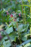 Image of Water Avens