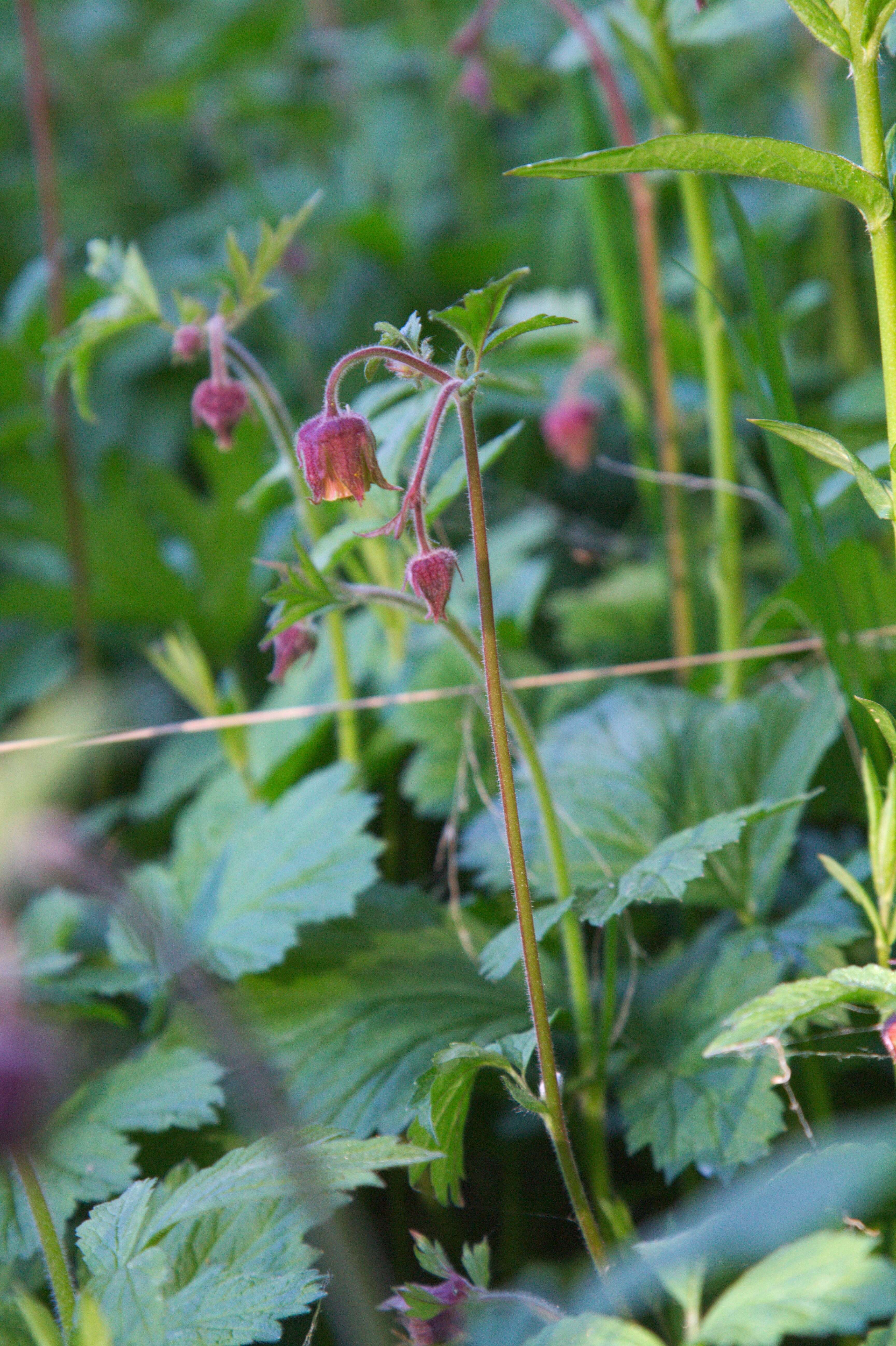 Image of Water Avens