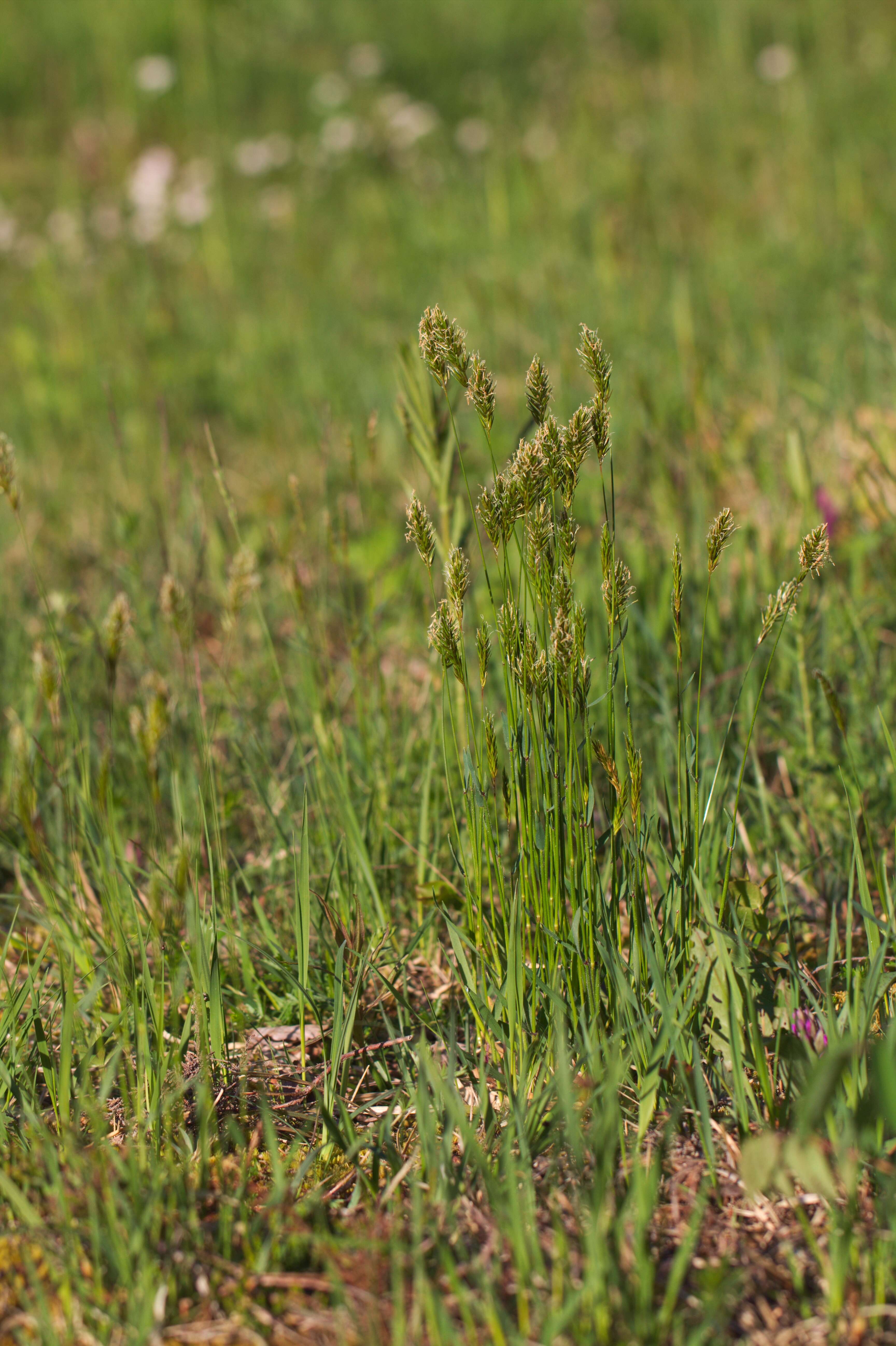 Imagem de Anthoxanthum odoratum L.