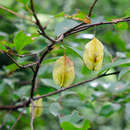 Plancia ëd Perkinsiodendron macgregorii (Chun) P. W. Fritsch