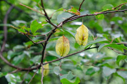 Perkinsiodendron macgregorii (Chun) P. W. Fritsch的圖片