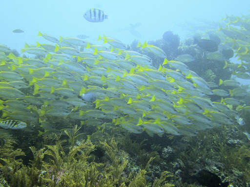 Image of Bigeye snapper