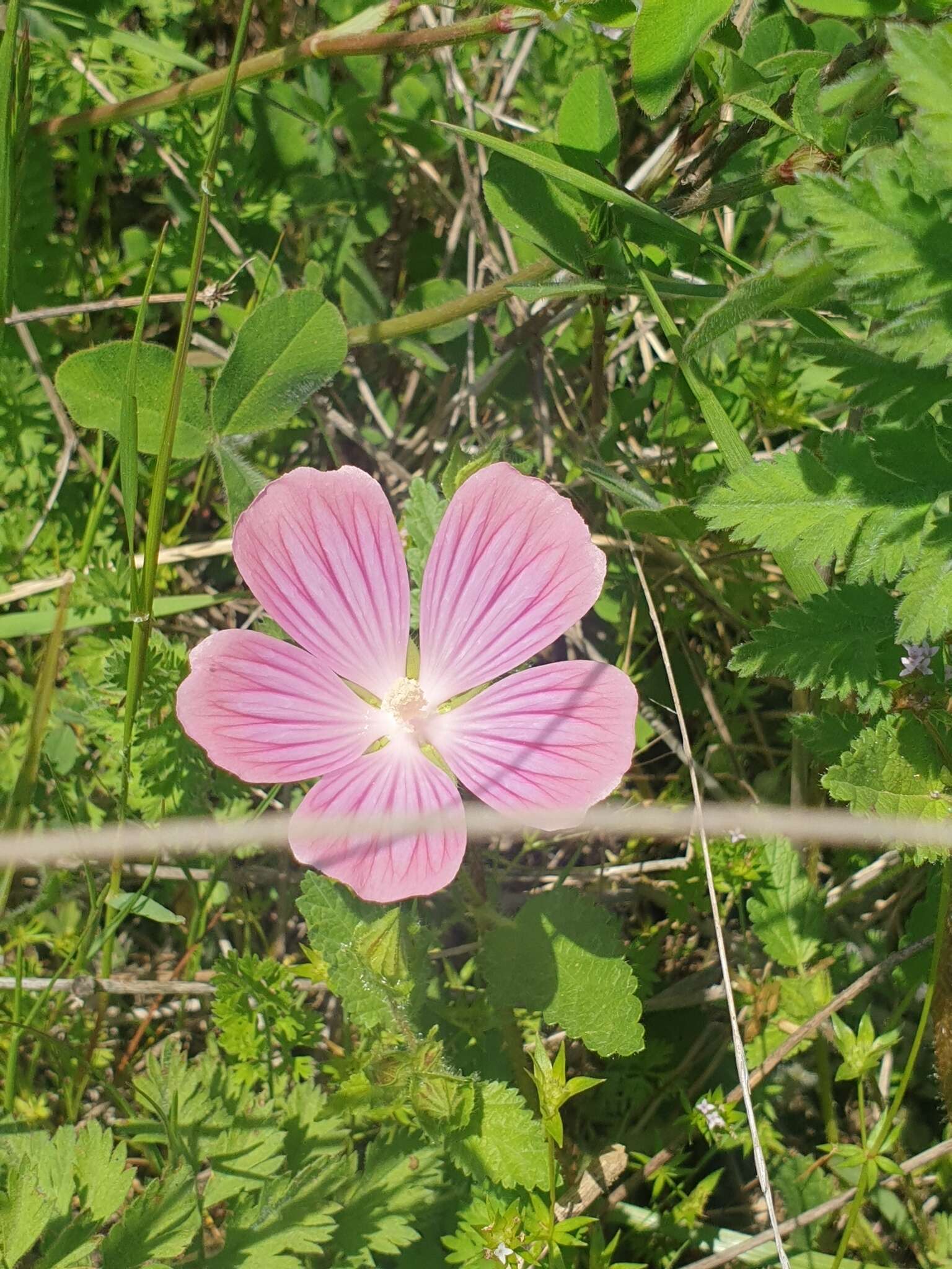 Imagem de Malva punctata (All.) Alef.