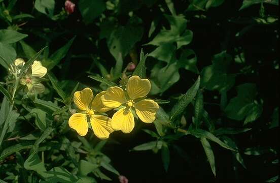 Image of wingleaf primrose-willow