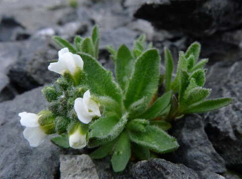 Image of twisted draba