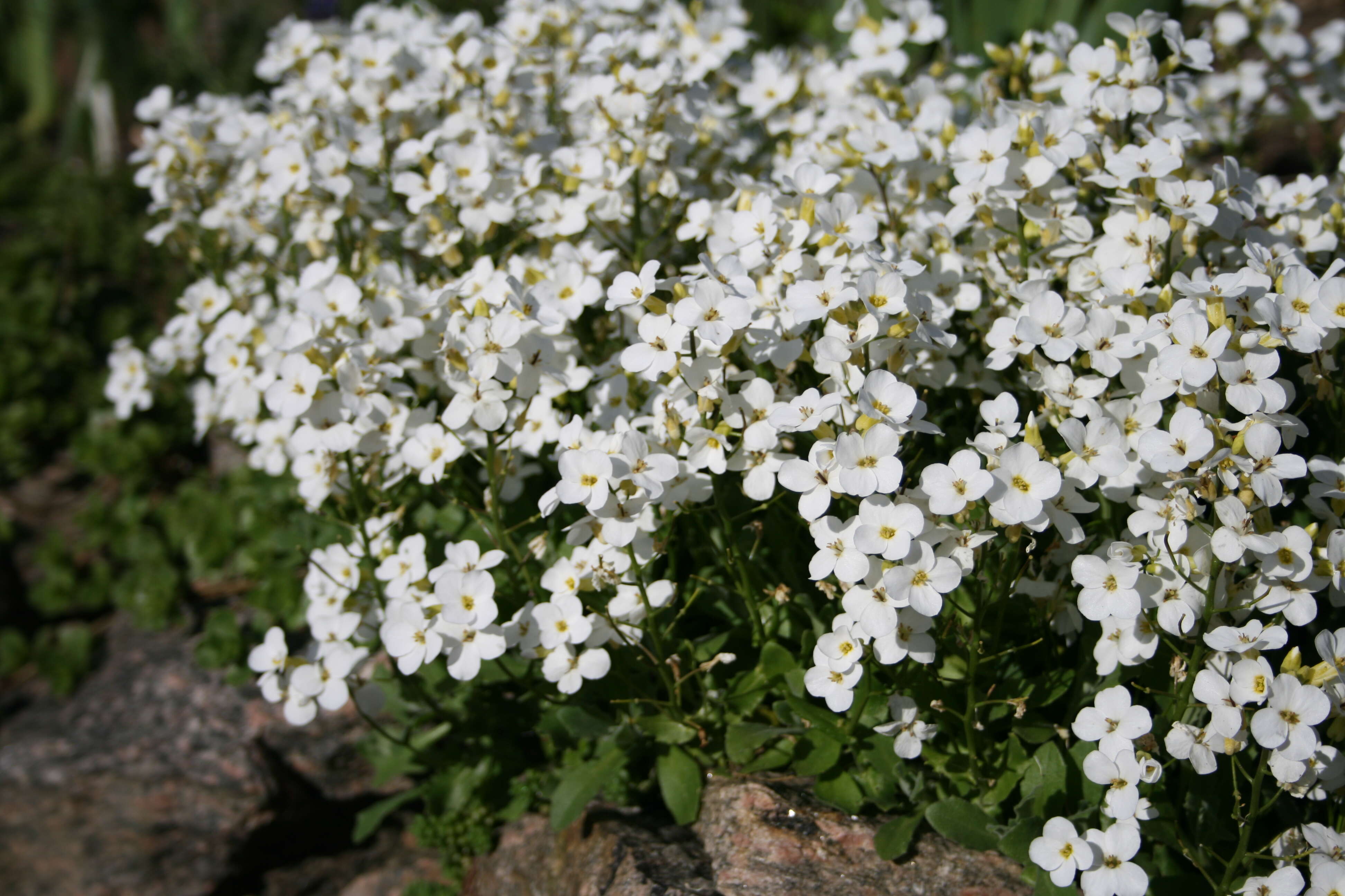 Image of Gray rockcress