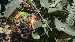 Passiflora mexicana A. Juss. resmi